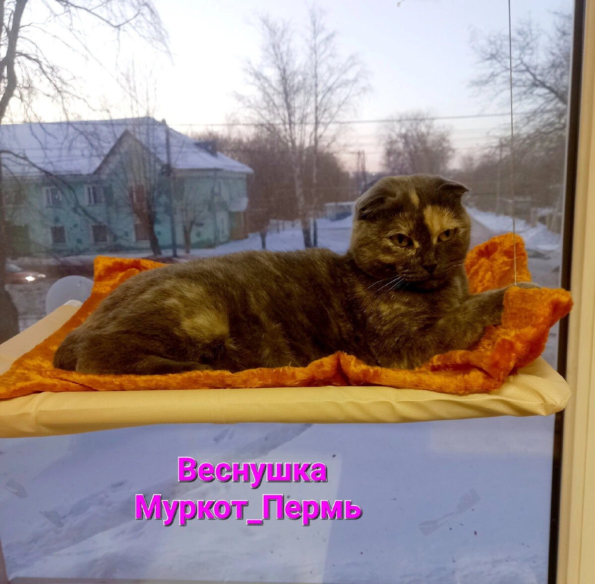 Муркот приют пермь. Муркот приют пермь