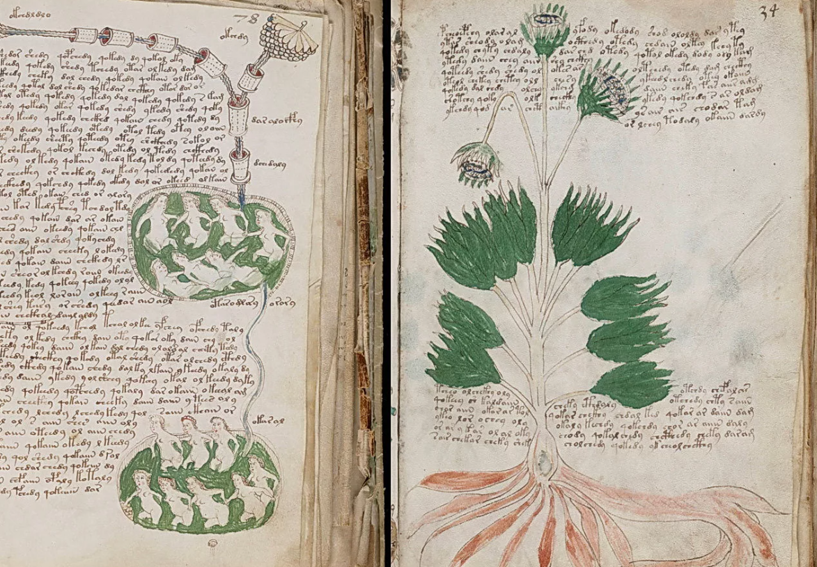 Рукопись Войнича