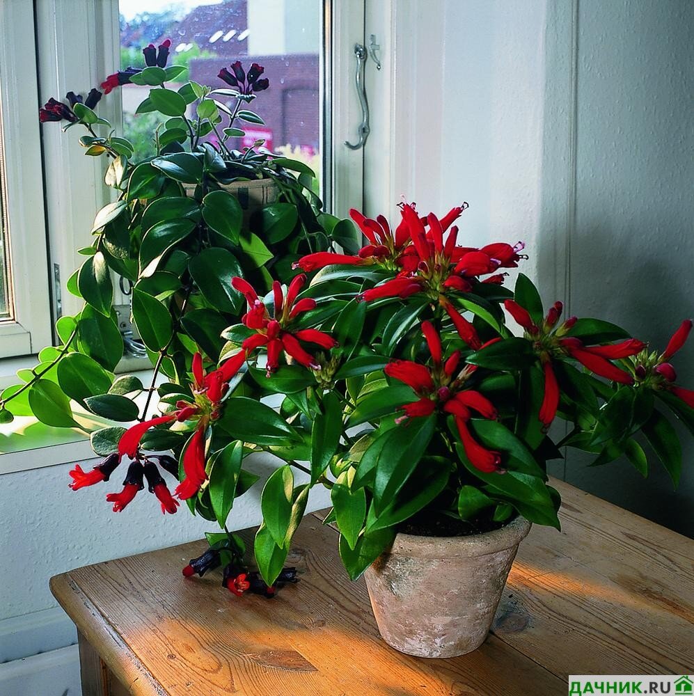 Эсхинантус (Aeschynanthus)