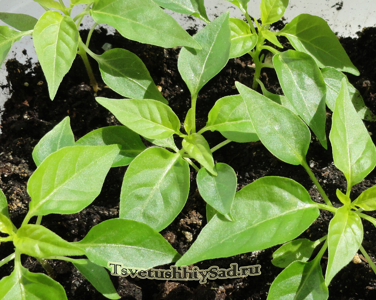 Рассада перца, остатки после пикировки, их ещё можно рассадить.