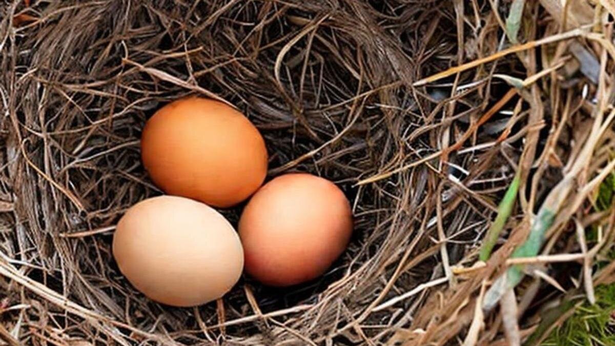    Куриные яйца в гнезде:Автоматически сгенерированное изображение, Stable Diffusion
