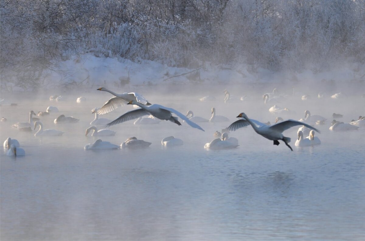 Лебединое озеро февраль. Лебединый заказник озеро светлое. Лебединое озеро светлое Алтайский край. Лебединый заказник Белокуриха. Озеро светлое Алтайский край лебеди.