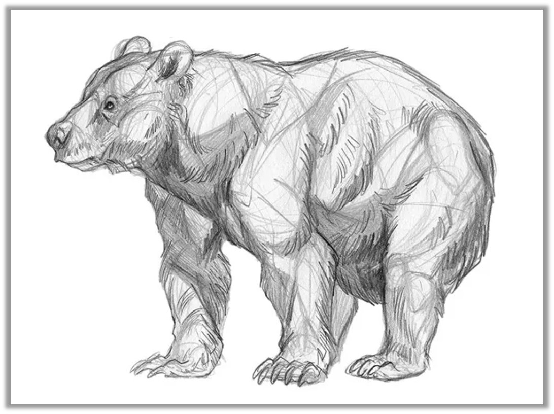 Нарисовать медведя карандашом