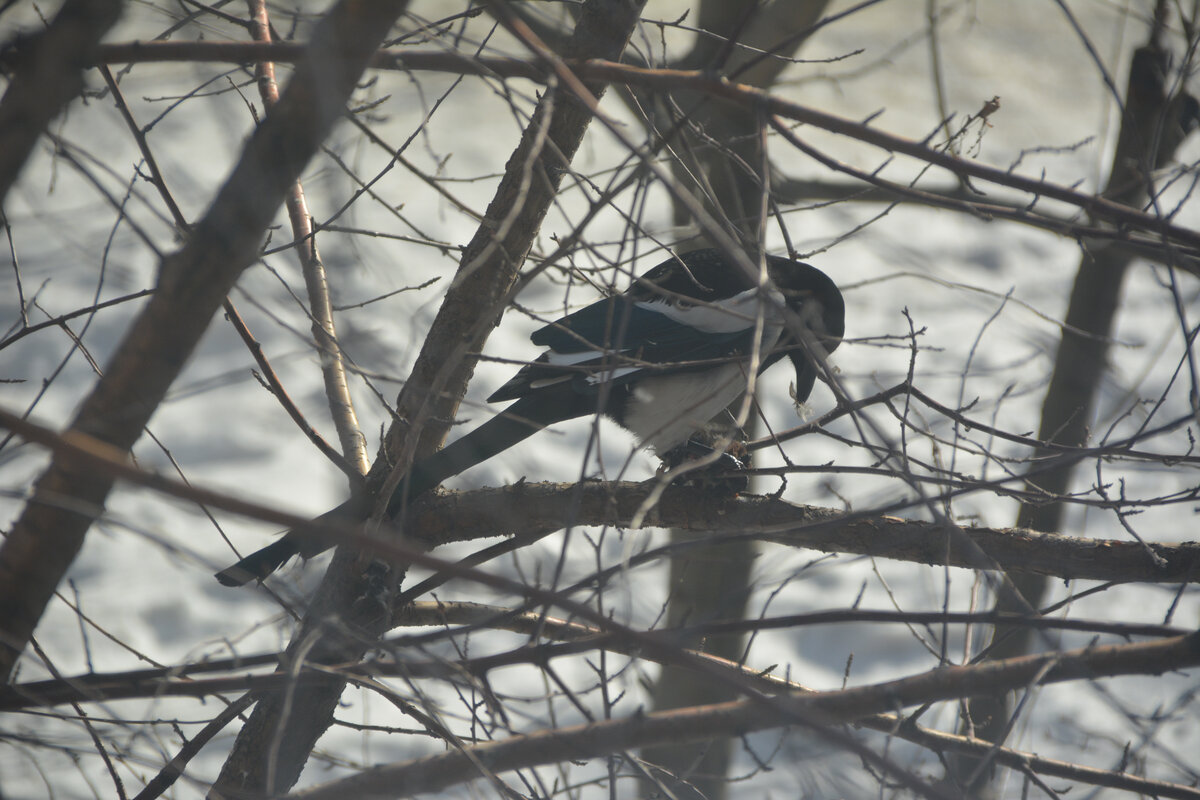 Средь бела дня