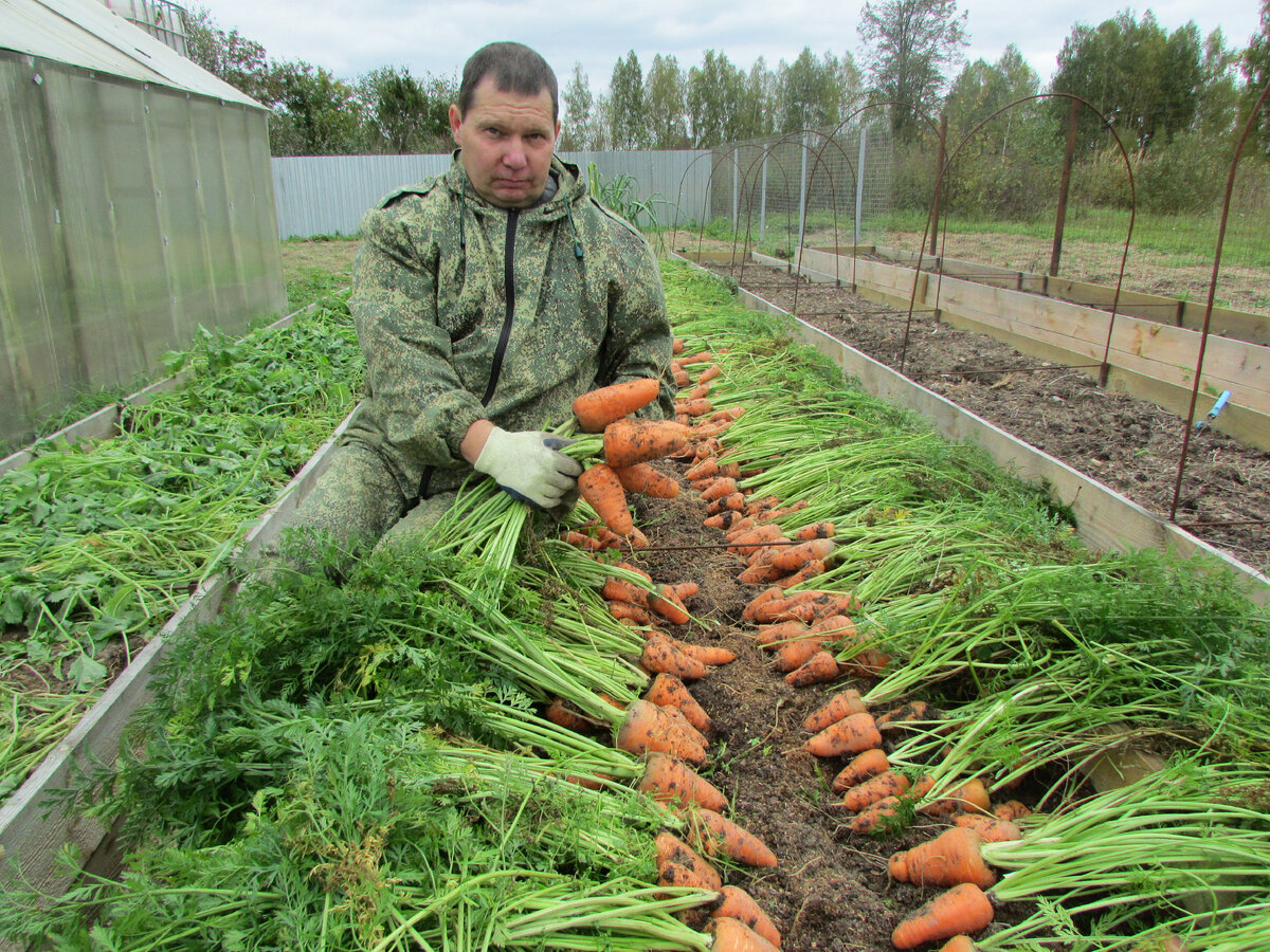 Огород грядки морковь