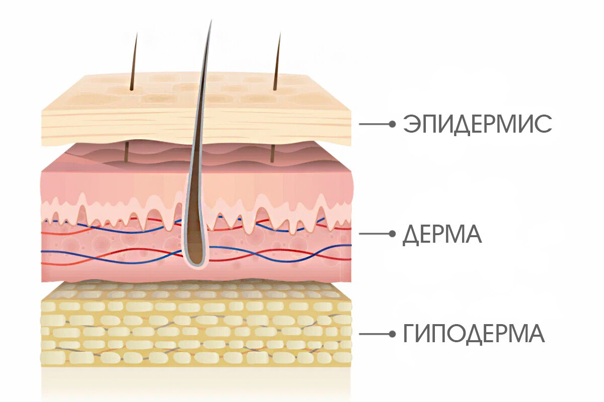 3 гиподерма. Кожа эпидермис дерма гиподерма. Слои кожи: 3 – эпидермис, дерма, гиподерма. Строение кожи человека эпидермис дерма гиподерма. Слои эпидермиса дермы и гиподермы.