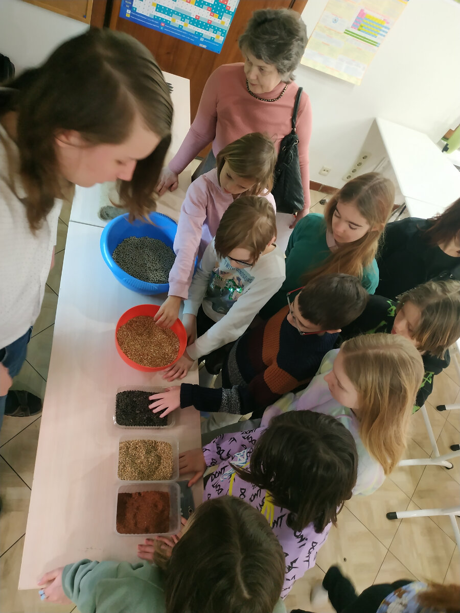 Семена гречки, гороха, редиса, кресс-салата, подготовленных для проращивания.