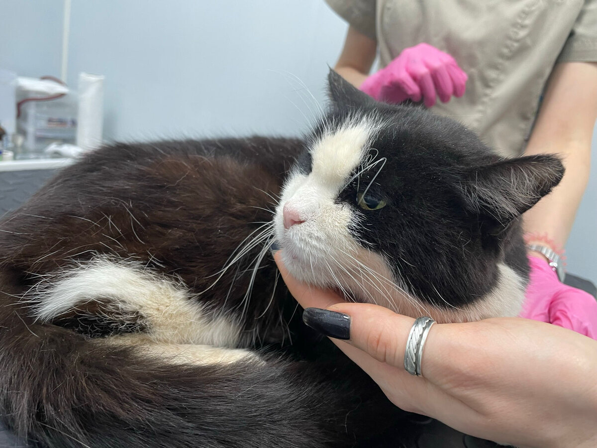 Чудесный кот Шелби в поисках семьи! Москва и МО | Кошки и собаки в ...