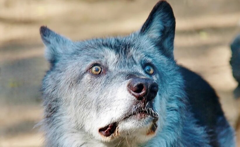 картинка для иллюстрации взята в свободном доступе инета