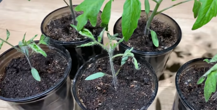 Причины увядания рассады