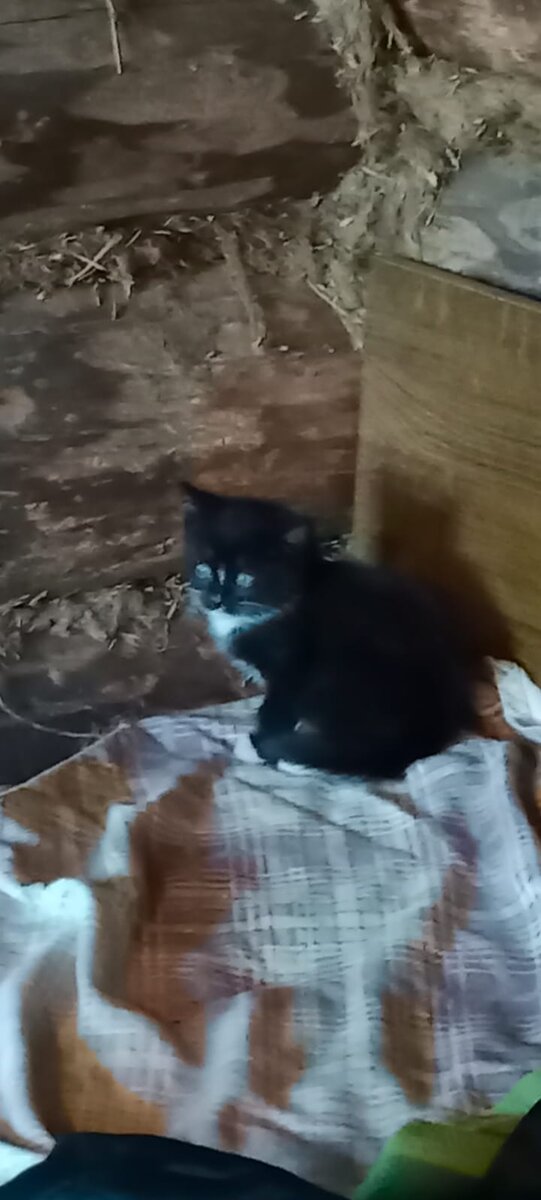 Наш найденыш на даче