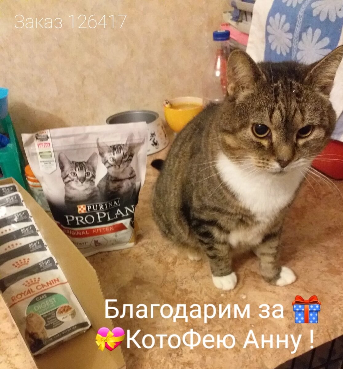 © ВСЕ ОТТЕНКИ КОШАЧЬЕГО 