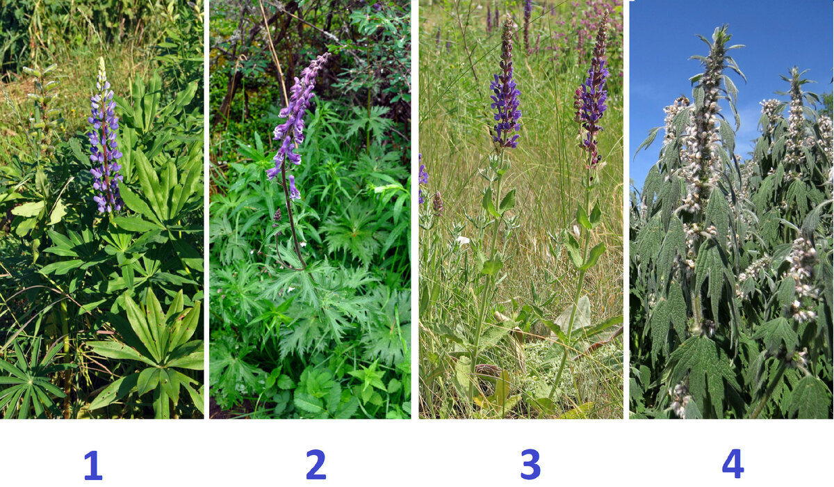 В просветительских целях в этой статье мы отступаем от принципа "только авторские фотографии", поскольку считаем тему важной. Снимки:
https://www.plantarium.ru/page/image/id/676998.html
https://www.plantarium.ru/page/image/id/577555.html
https://www.plantarium.ru/page/image/id/124776.html
https://www.plantarium.ru/page/image/id/649447.html