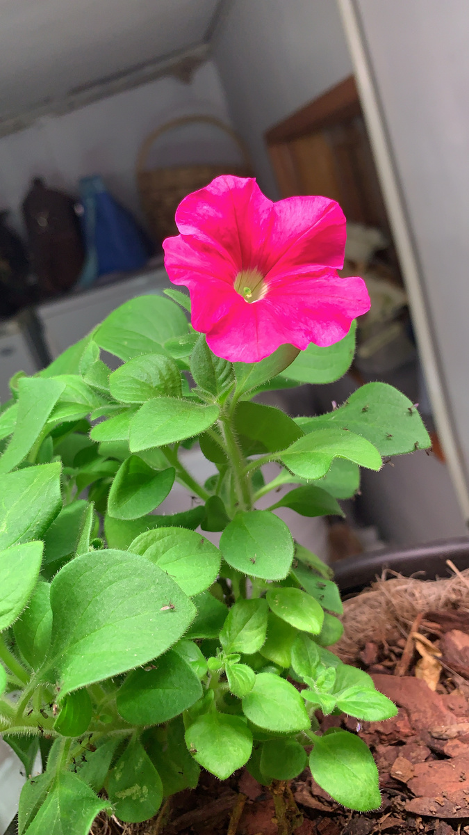 Это тоже моя петуния. Она простая. 