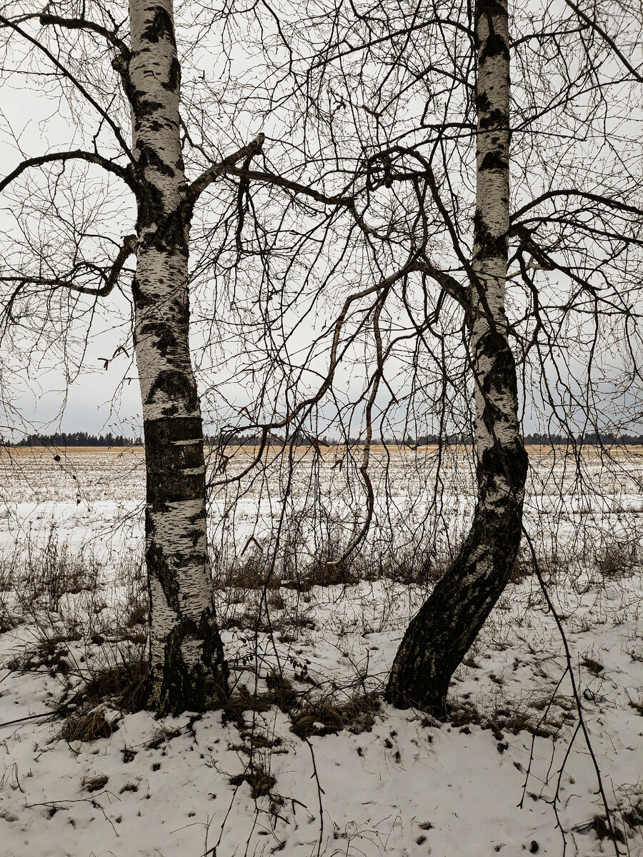 Берёзовая роща зимой | Мобильная фотография | Дзен