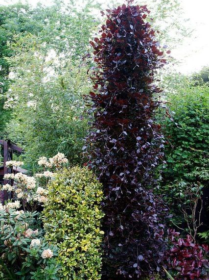 Деревья для небольших участков Колоновидные лиственные | Семена ...