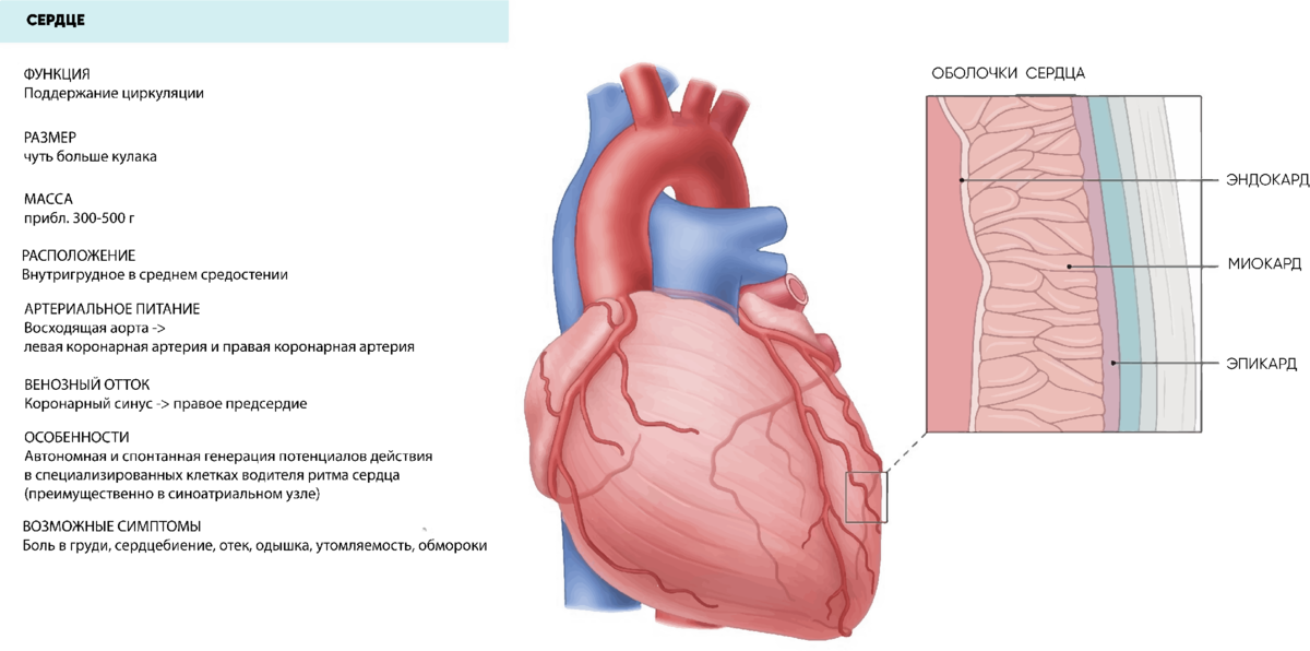 Сердце картинки анатомия