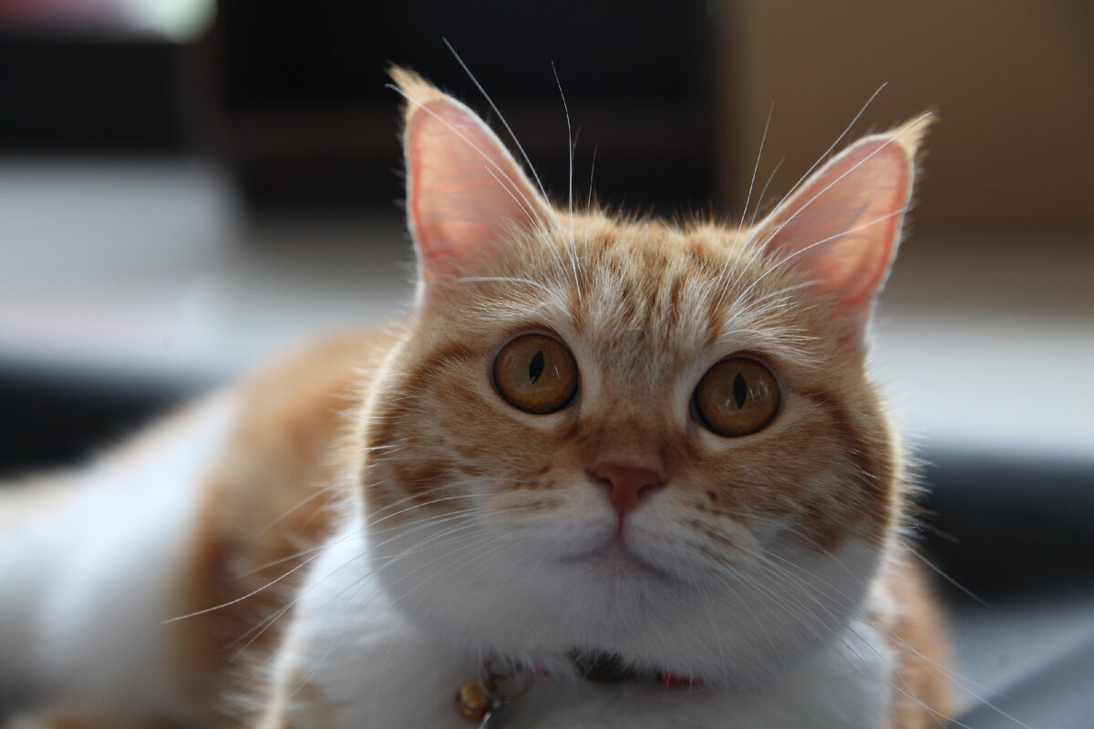 источник фото: https://img5.goodfon.ru/original/5616x3744/5/1c/kot-koshka-ryzhii-vzgliad-morda-portret-1.jpg