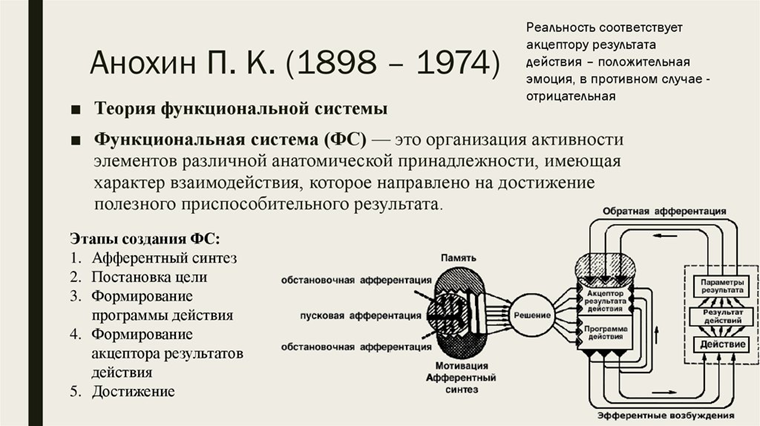 Развитие учения о рефлексе. Функциональные системы организма (П.К.Анохин) - Студ
