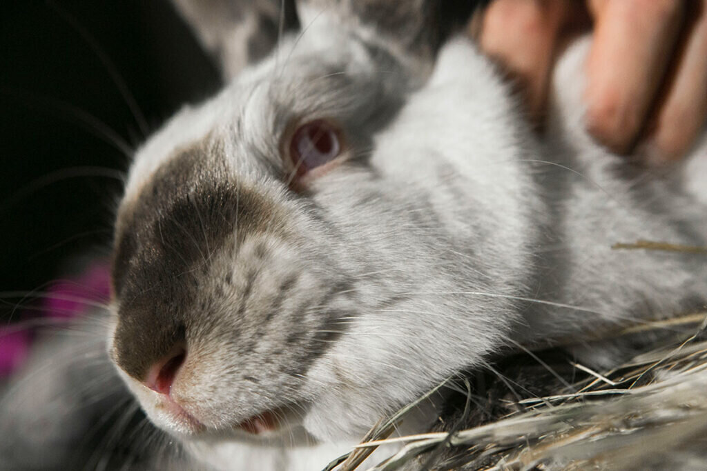 Клетки для домашних кроликов. Серый великан кролик. Куда девать кролика. Сколько стоит живой кролик 1. Сарай для кроликов.