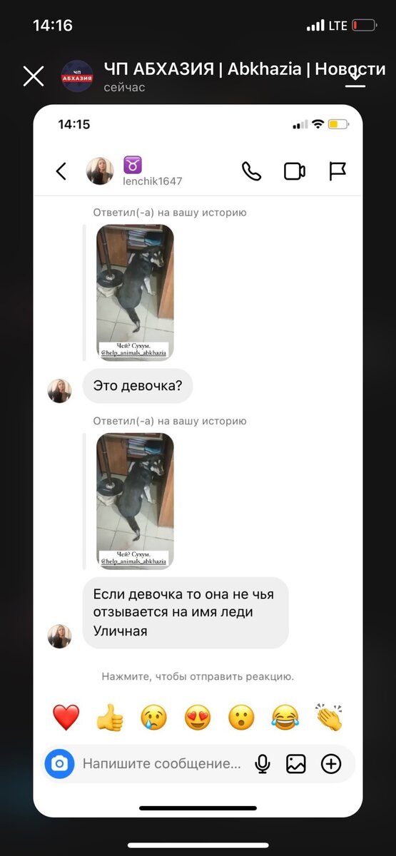 Абхазия помощь собаке