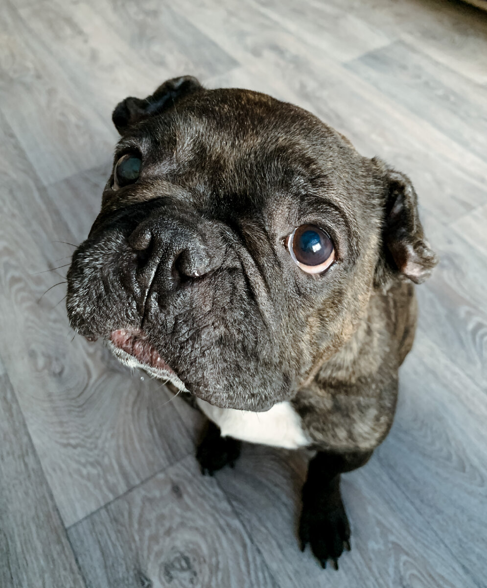 Французский бульдог по кличке Цыри