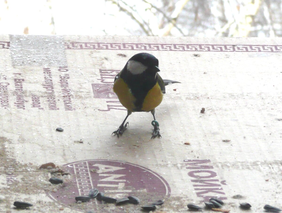 Синица с кольцом вернулась на кормушку. Некоторые возвращались даже 3-4 года спустя после кольцевания.
