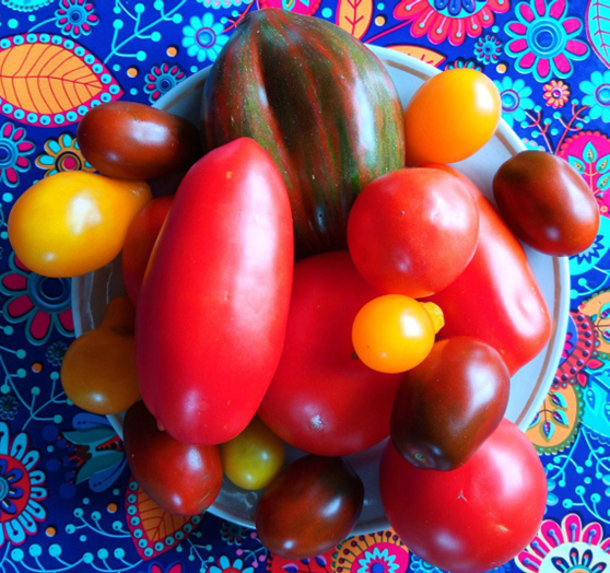 Томатное ассорти: "Затейник", "Золотая капля", "Де Барао", "Беркли Тай Дай Хаат".  Фото автора.