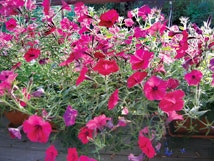 петунья  посадка семян