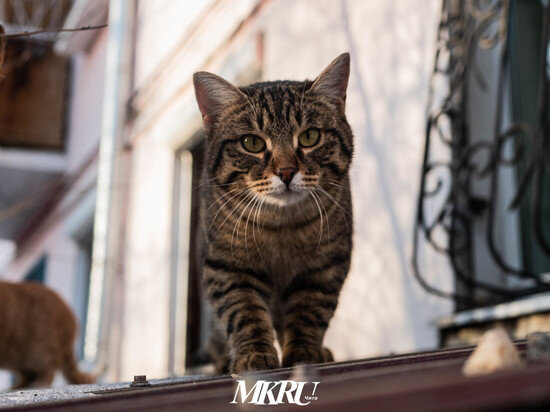   МК в Чите