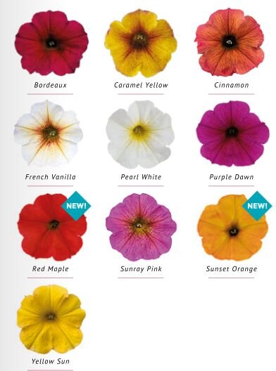 Варианты расцветок петхоа BeautiCal с названиями. Скриншот из каталога Sakata-2022