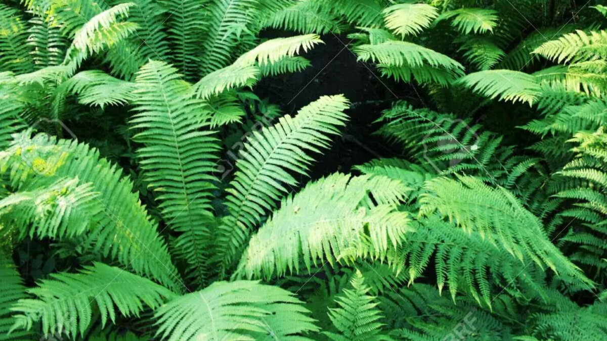     Однако исследователи подчеркивают, что их открытие носит предварительный характер, а заниматься самолечением не только неэффективно, но и опасно, поскольку папоротник орляк, как известно, токсичен.