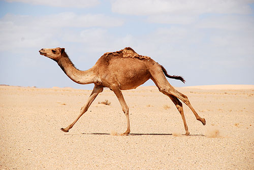 Фото:  https://yandex.ru/images/  В иллюстративных целях.