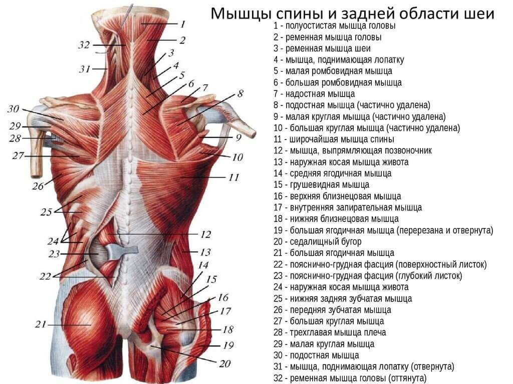 Тяга гантели одной рукой в наклоне: преимущества, работающие мышцы и  вариации | Железный спорт | Дзен