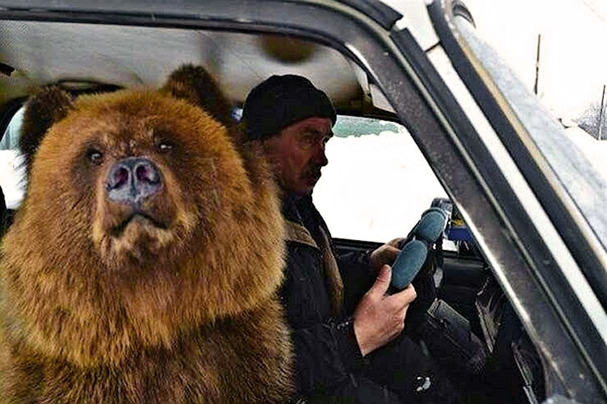 Прикольный медведь