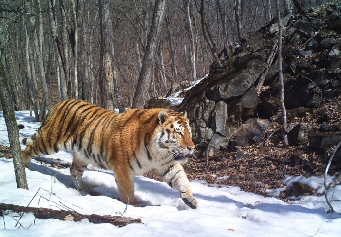 Фото: Лазовский заповедник Приморья 