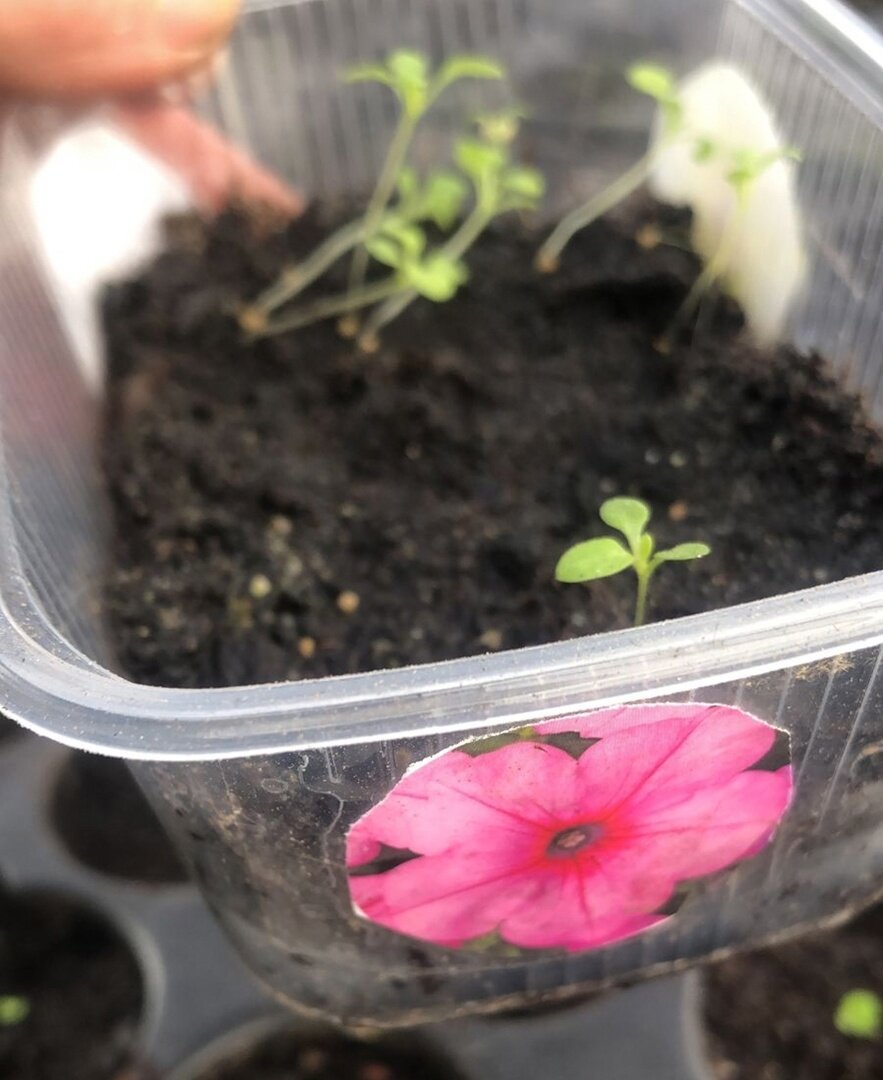 Вот из этого маленького росточка вырастет большой розовый шар 