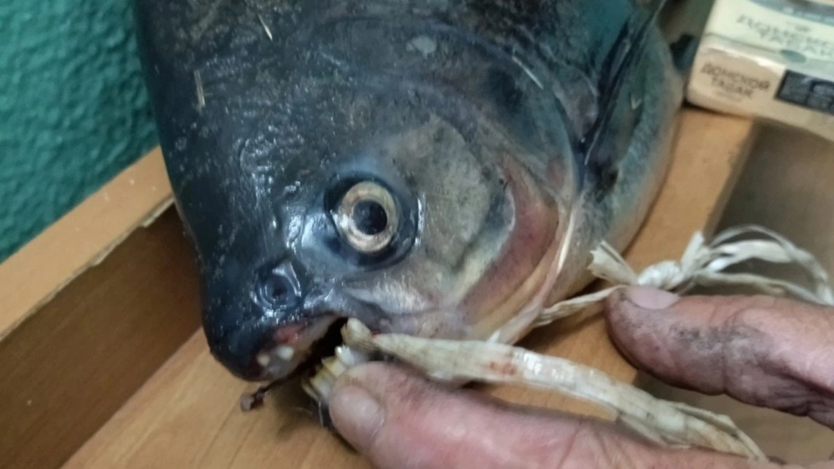 Это я сижу в кресле у стоматолога и с ужасом понимаю, сколько денег я у него оставлю. 