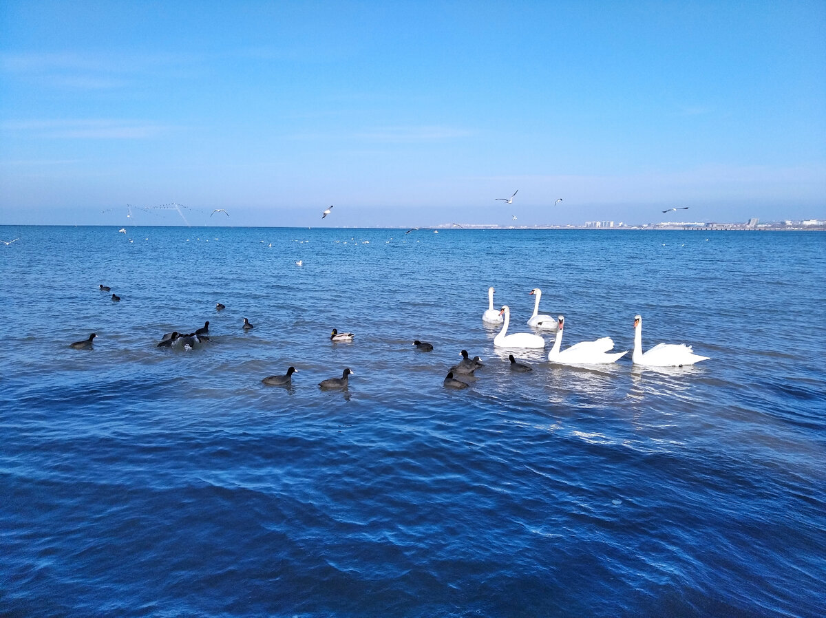 Анапская бухта, фото автора