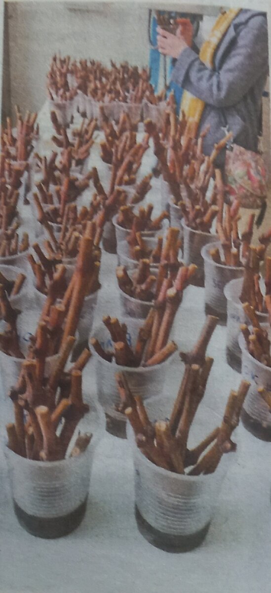 Фото 1.Ростки винограда.