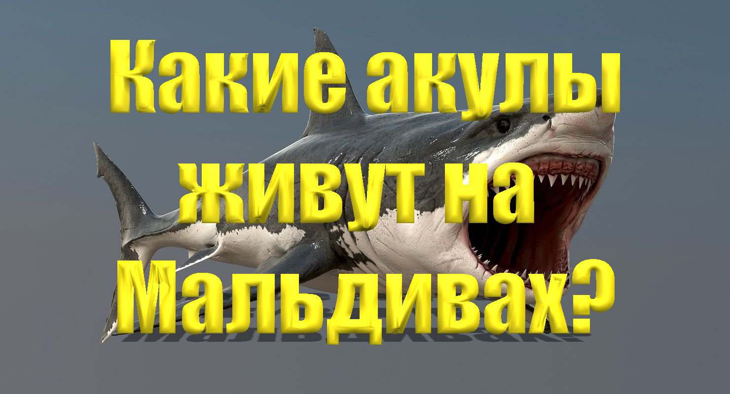Какие акулы водятся на шри ланке