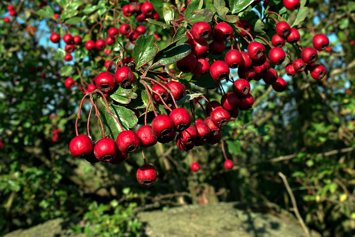 Берри красный дерево Буш. Боярышник Шовица. Red Berry ягода. Вишня плодоносит гроздьями.