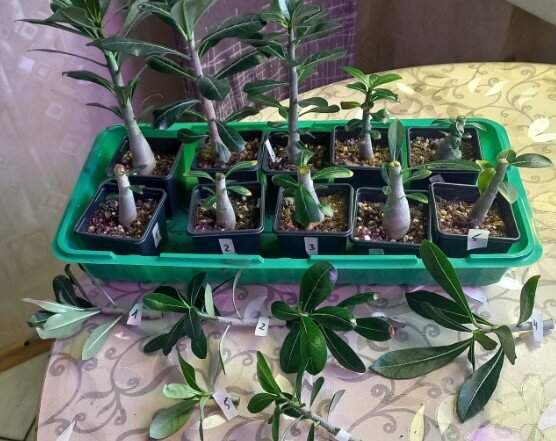 4 растения я не тронула. Посмотрю, что будет в дальнейшем с ними.