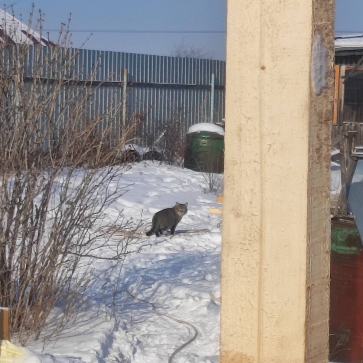 Кот помогатор :)