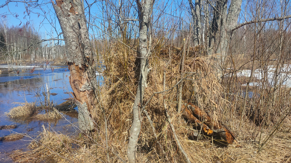 Укрытие для весенней охоты на селезня