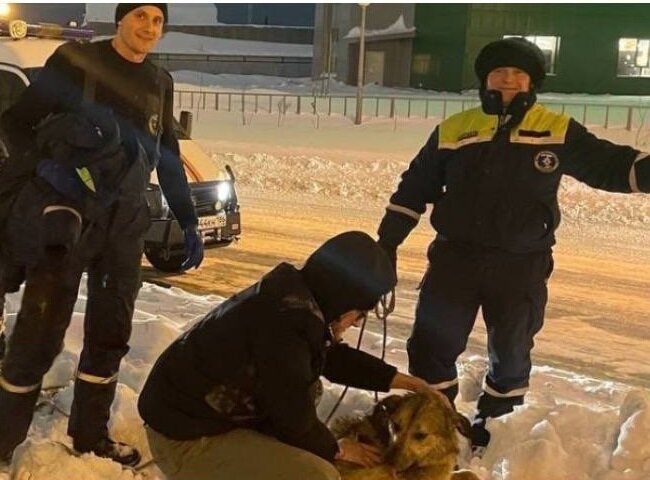    В Нижневартовске спасатели вытащили из колодца собаку