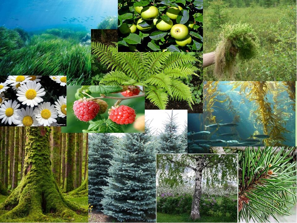 Формы природы. Многообразие растительного мира. Разнообразие растений. Разнообразные растения. Мир растений.
