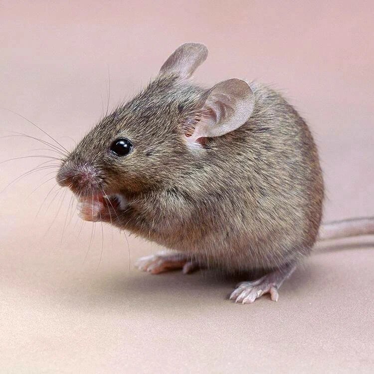 Одна из 12 серых мышей