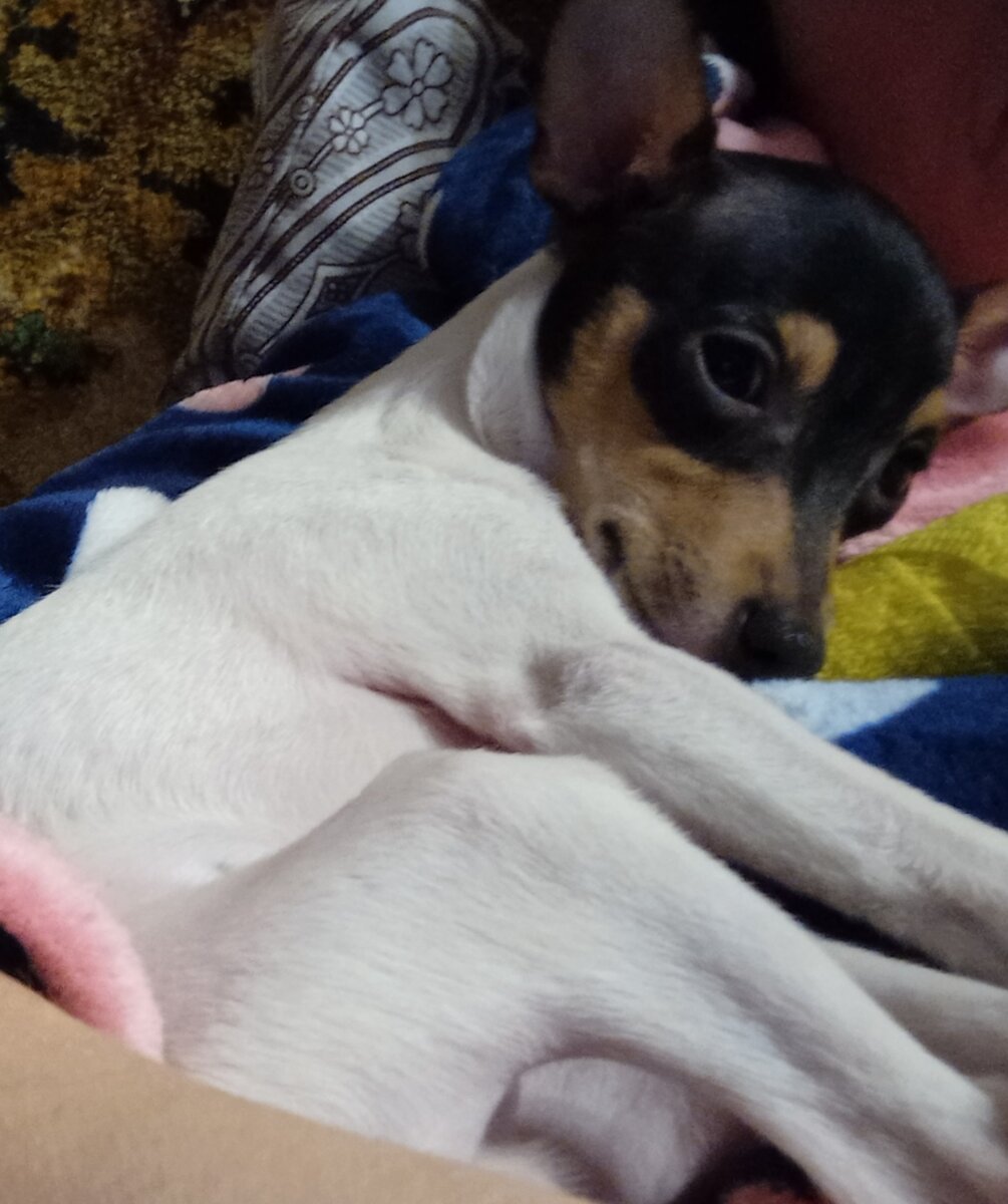 Той-фокстерьер