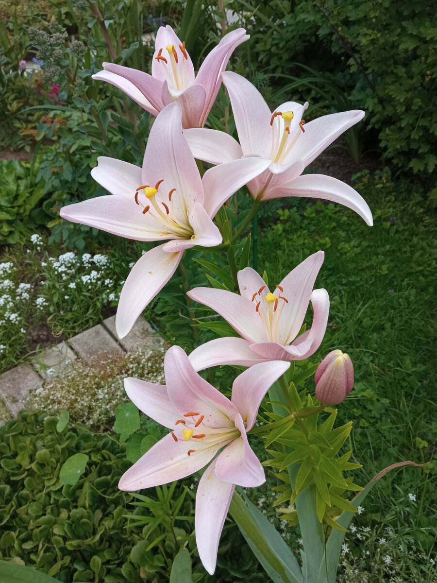 ЛА-гибрид "Самур".